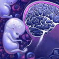 El desarrollo del cerebro en los bebés: una descripción completa