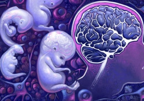 El desarrollo del cerebro en los bebés: una descripción completa